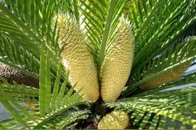 铁树的特征很明显，养护方法也很简单，适合大堂、门厅养殖摆放图片