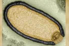 48500年"僵尸病毒"复活,仍具感染性!这次是人类先动的手……图片