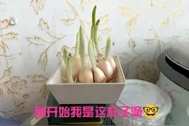 水培蒜苗太有意思了图片