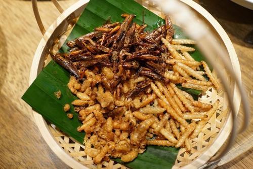 蛋白虫养殖大概要投资多少钱（云南耘禾农业蛋白虫养殖为农户共同富裕添砖加瓦）