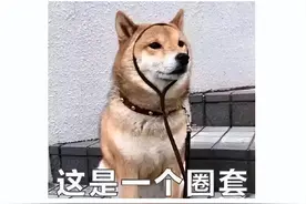 被狗咬，认准这39家门诊打狂犬疫苗！被对象咬的就别添乱了图片