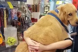 狗狗把你当“妈妈”，通常有这些特征，一般装不出来！图片