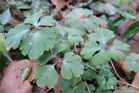 俗称千年老鼠屎，老辈人叫“排石草”，长得不起眼，如今却很珍贵图片