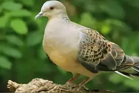 童趣一一捉斑鸠图片