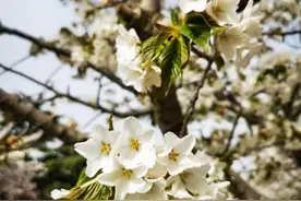太阳沟樱花大道樱花绽放图片