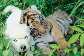 世界上最大的狗，能打过世界上最小的老虎吗？为什么？图片