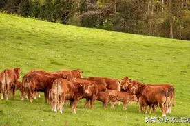 在家养10头牛比打工强吗？养牛人有经验，告诉你的答案图片