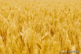 麦收时能在麦芒上快速游走的蛇，叫什么蛇？为什么现在看不到了？图片