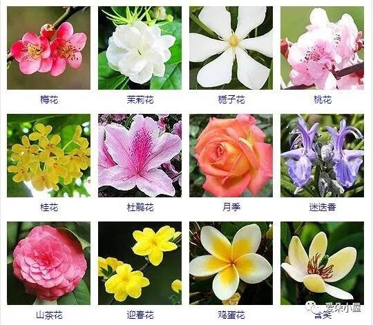 农村常见的10种树木,认识6种才是真正的农村人,你认识几种?