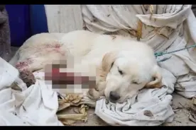 主人醉酒就虐待拉布拉多，开水烫后怕它逃跑还挑断脚筋，没良心吗图片