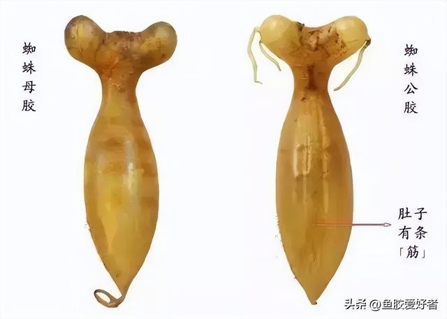 蜘蛛花胶怎分公母 2026年花胶 蜘蛛胶