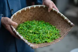 绿茶、白茶、红茶、黑茶分不清楚？一文看懂茶叶分类图片