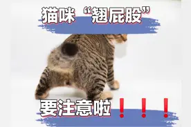 猫咪不正常的“翘屁屁”图片