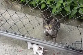 小猫掉进下水道，猫妈妈苦叫寻求路人帮助，动物的母爱同样伟大图片