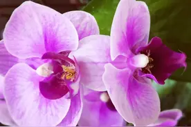 43岁保姆慕兰月薪10000豪门打工（38）—四十多的老爷们说我爱你图片