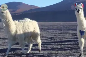 羊驼为什么这么可爱，原产于秘鲁却被人当宠物，羊驼毛1斤要4千图片