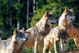 伏击狼反被狼伏击，七名带伤牧民危急时刻幸有同伴救出｜轶事图片