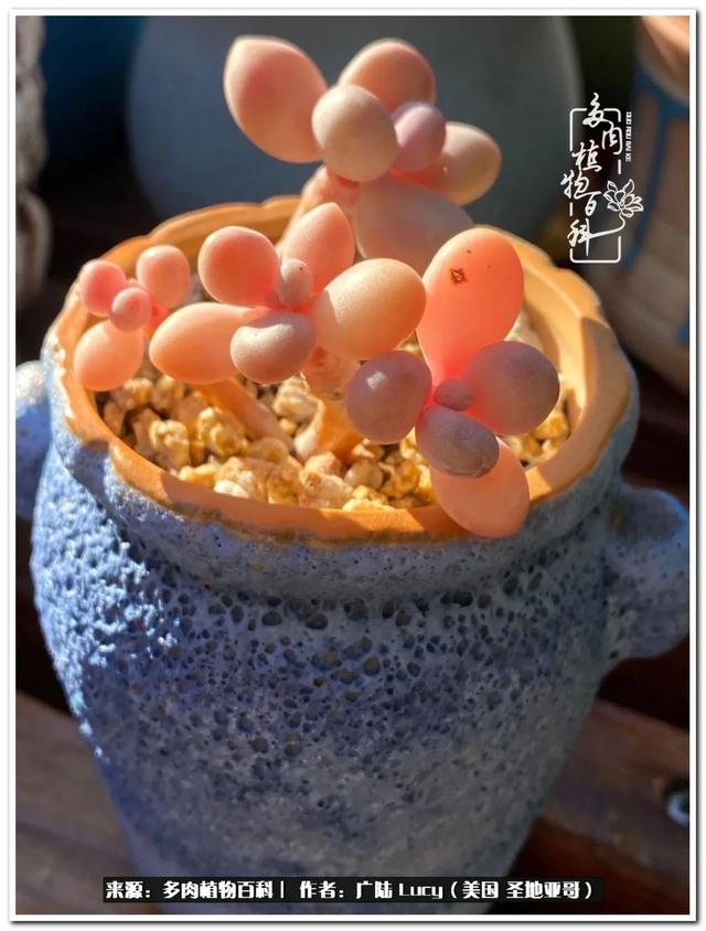疫情送给我的礼物:肉肉娃和狗狗娃