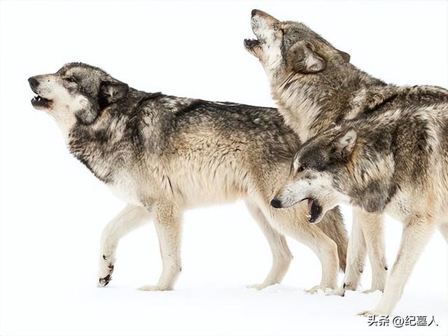 64年勘测队遭遇凶猛狼群,战士心软投喂食物,头狼带群狼前来报恩