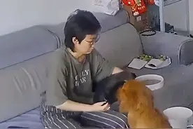 山东一狗狗被当成工具狗套垃圾袋，主动伸头萌化：懂事得让人心疼图片