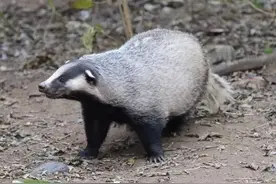 貉打不过狗獾，就经常以多欺少，还会趁狗獾冬眠，闷死它一家图片