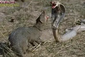 蛇蠓：毒蛇的克星，身体虽小，但威力巨大图片