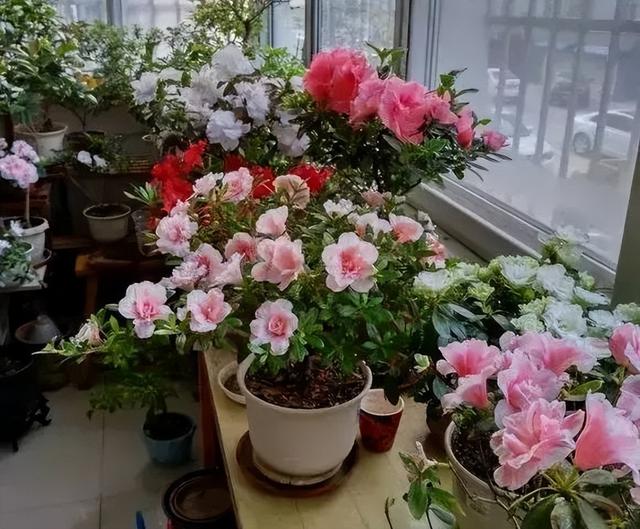 为什么不建议室内养杜鹃花？不是迷信，是过来人的经验