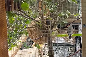 珍珠鸟孵出宝宝了，养鸟必备小常识，经验小故事，一起来聊聊吧图片