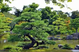 四年级上册第一单元作文，推荐一个好玩的地方。《家乡的翠湖》图片