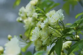 最有义气的生肖，乐于助人，有一颗菩萨的心肠图片