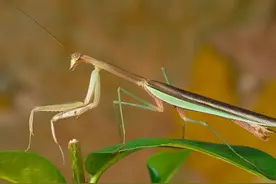 三种常见螳螂图片