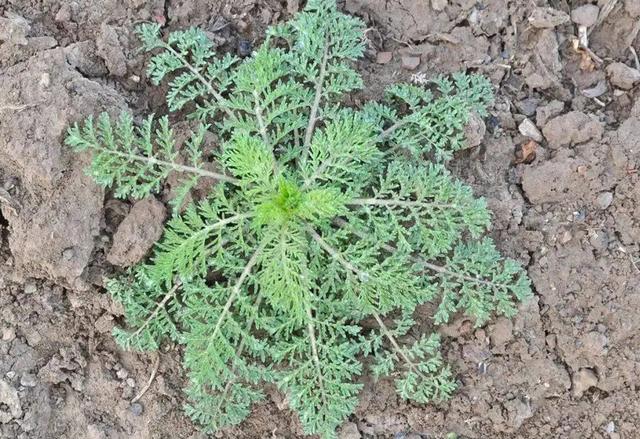 米米蒿 米米蒿油_品学知识网