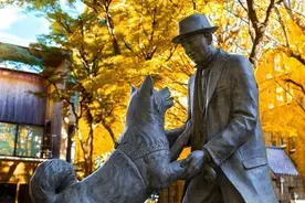 忠犬八公-纯洁的爱图片