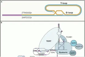 Science|人类的寿命是否有极限？从癌细胞进化之路看如何逆转衰老图片