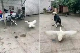 三英战吕布？狗狗回乡被大鹅追得满院跑，村霸之名果然名不虚传图片