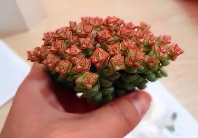 270种常见多肉图谱，一分钟认全！