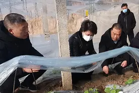 运城市农业农村局在盐湖区开展大风降温天气对农业生产影响专题调研图片