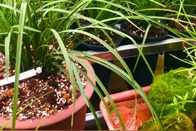 符合这4个条件的地方，一般都能找到“野生兰花”，发家致富图片