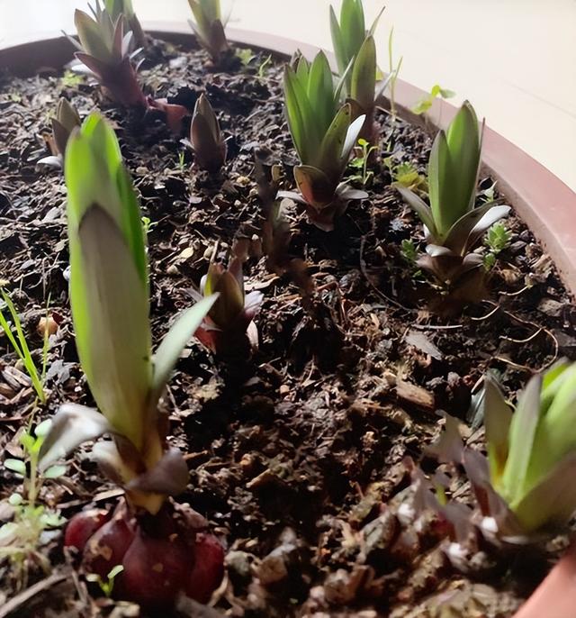 百合花开花后别扔掉，这样处理一下，花朵又大又惊艳，年年开花