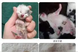 真的假的，我家猫竟然有肚脐眼？图片