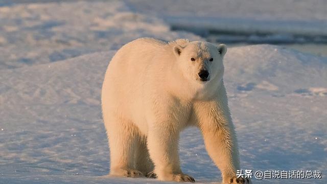 熊猫：真实存在的上古恐惧，为什么只有人类觉得大熊猫很可爱？