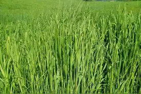 养兔子种什么草？提摩西种一次可收割6~7年，纤维素含量高图片