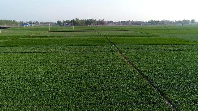 大蒜叶片发黄干枯，农户如何解决？做对了，返青早，产量高