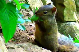 岩松鼠 | 绿会保护地科普图片