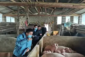 大批养猪场因环保问题被拆被罚！山东发布畜禽养殖环境保护倡议书图片