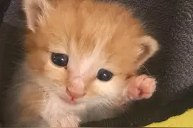 流浪猫进家门的“4”个征兆，不是巧合，是好运来敲门，别赶走！图片