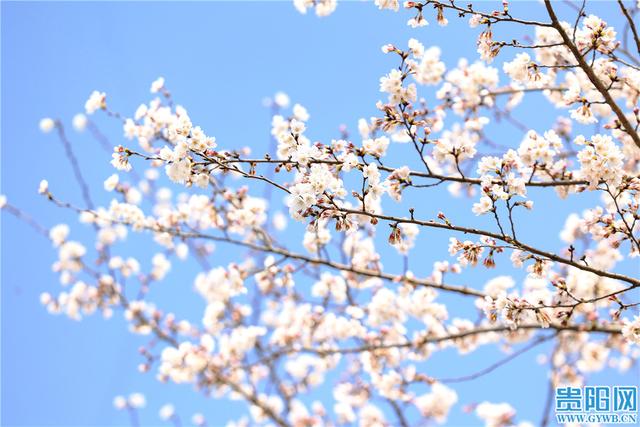 贵安樱花园最新实拍图来啦！