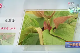 了不起的我们丨广州：万物和谐 生生不息图片