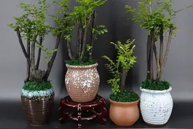 客厅养盆小叶紫檀，高贵典雅，香气怡人，还能净化空气图片