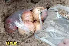 父亲将石榴埋沙里4个月等儿子回家吃，当事人：从中秋埋到元旦，还很新鲜图片